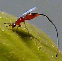 Resultado de imagem para fig wasps in florida