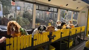 Owner 'heartbroken' after vandals target dog bus — BBC