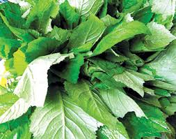 Image result for RAU MẦM CẢI XANH