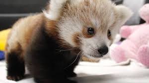 Image result for red panda