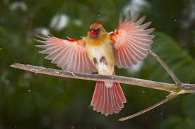 Hasil gambar untuk northern cardinal