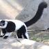 Lemurs are back at the Memphis Zoo