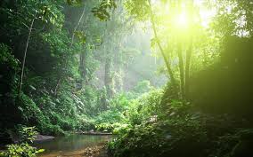 Αποτέλεσμα εικόνας για δασος