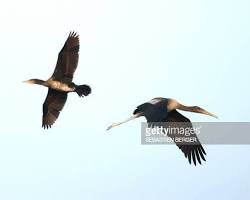 Image of Sultanpur Bird Sanctuary, Haryana (high resolution)