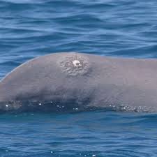 News source: Outre-mer la 1ère