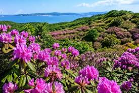 Russia Celebrates the Vibrant Rhododendron Festival in Vladivostok, Showcasing Stunning Flora and Local Culture