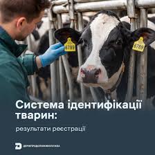 ідентифікація