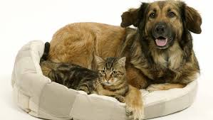 Pet Food Recall: Salmonella Contamination