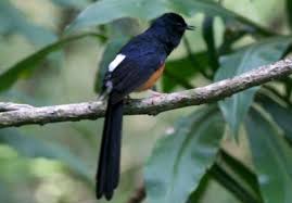 Hasil gambar untuk murai batu