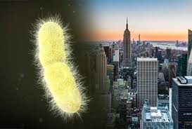 Surge in Carbapenem Resistant Klebsiella pneumoniae Cases within NYC Healthcare System