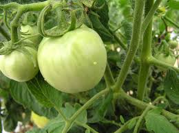 How To Kill Alzheimer's Disease