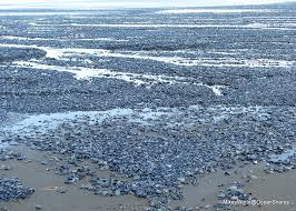 Image result for jelly fish die off turn beach blue