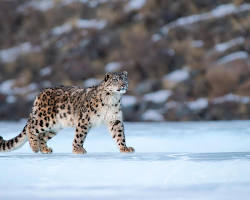 Image of Snow Leopard