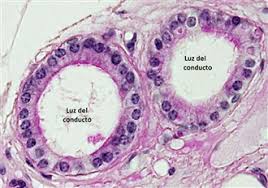 Resultado de imagen de celulas de las glandulas