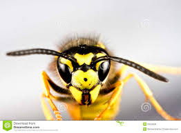 Résultats de recherche d'images pour « 2 ANTENE DE GUEPES PHOTO »