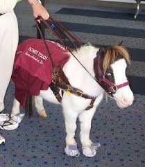 Image result for minature horse shoes