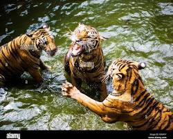 Image of tigers at Sriracha Tiger Zoo