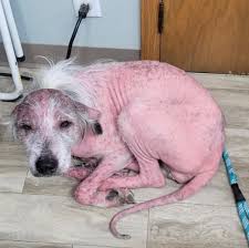 Her rescuers couldn't believe what breed she turned out to be 👀