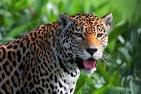 Image result for leopard in the rainforest