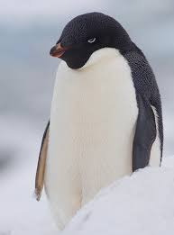 Resultado de imagen de pinguino adelia