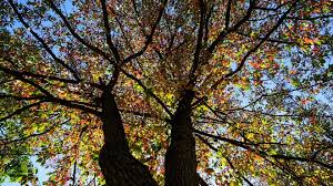 Nashville & Middle Tennessee Fall Weather Forecast for 2025