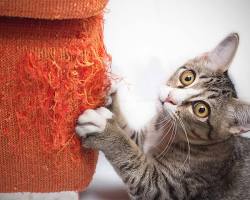 cat scratching a sofaの画像