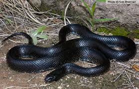 Image result for king snake
