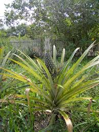 Image result for how to grow pineapple in stages