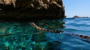 Snake