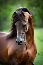 Image result for HORSE