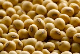 Image result for soybeans