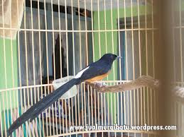 Hasil gambar untuk murai batu