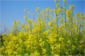 「春の晴れの画像」の画像検索結果