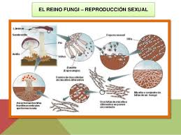 Resultado de imagen para el reino fungi