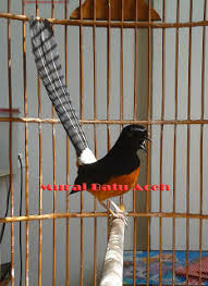 Hasil gambar untuk murai batu