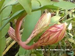 Hasil gambar untuk animasi bunga mekar bergerak