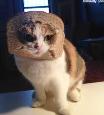 Bildergebnis für cat bread