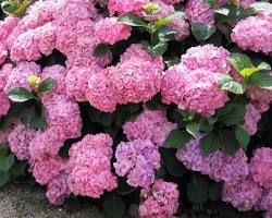 Image of Hortensia rose