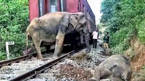 Roar - Three elephants were killed by a train in Gallella ...