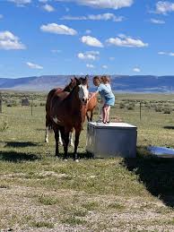 Ashlee Giovetti | That one loyal horse that just loves being loved . | Instagram