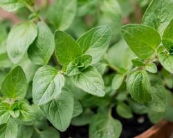 Εικόνα Oregano plant