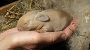 Image result for RABBIT