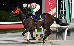 東京シティ競馬 - News update