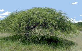 Image result for images of babul tree