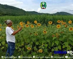 Gambar Kebun Bunga Matahari Magetan