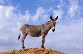 Image result for ‫الاغ‬‎