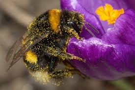 Image result for bees on crops