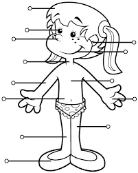 Resultado de imagen para cuerpo humano