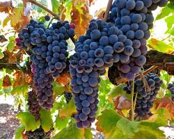 Imagem de Tinta Roriz grape
