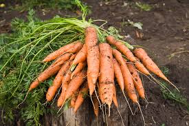 carrots ile ilgili görsel sonucu